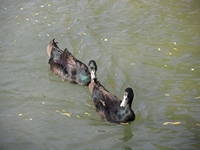 Ducks