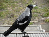 Magpie