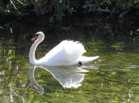 Swan