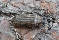 Huhu bug