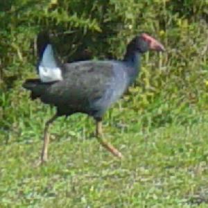 Pukeko