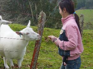 Nong & goat