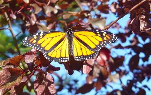 Monarch butterfly