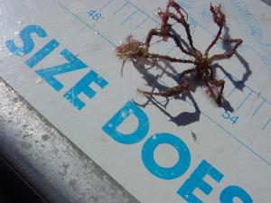 A crab!