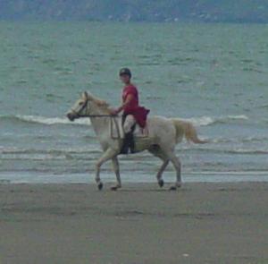 Horse on Rabbit Island