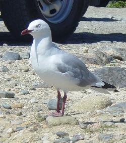 Red Billed Gull